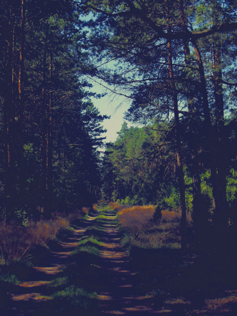 Silent Lucidity