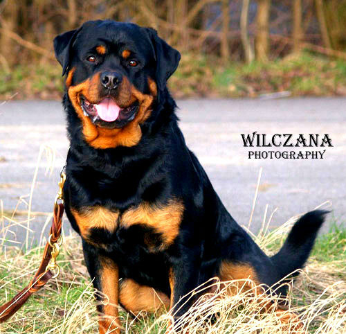 Diana 2#