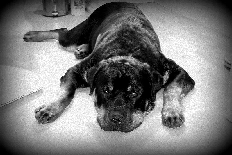 Diana 3#