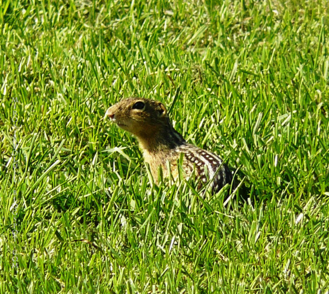 Suse Lamparci