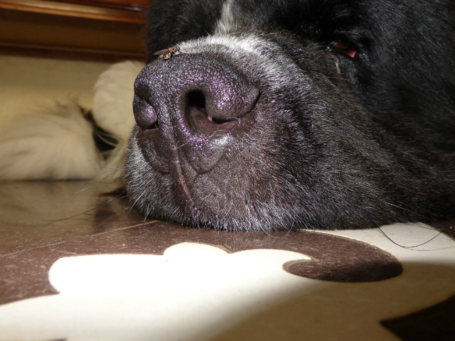 Mauch.