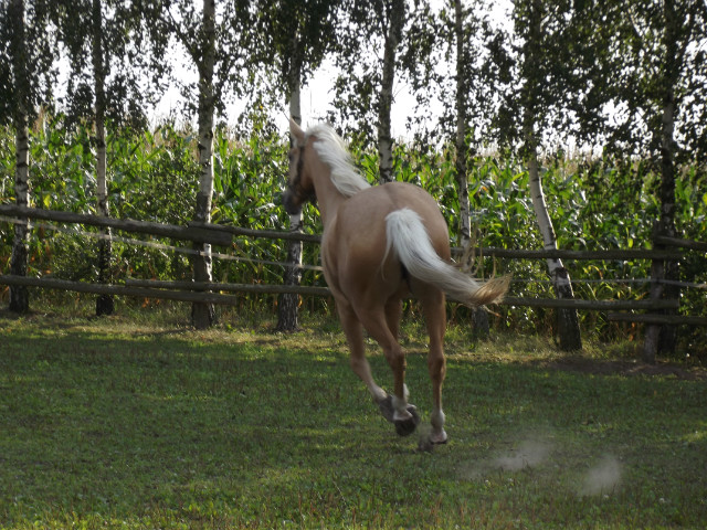 48. izabellka