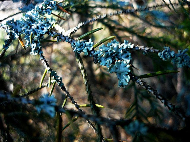 Bokeh 