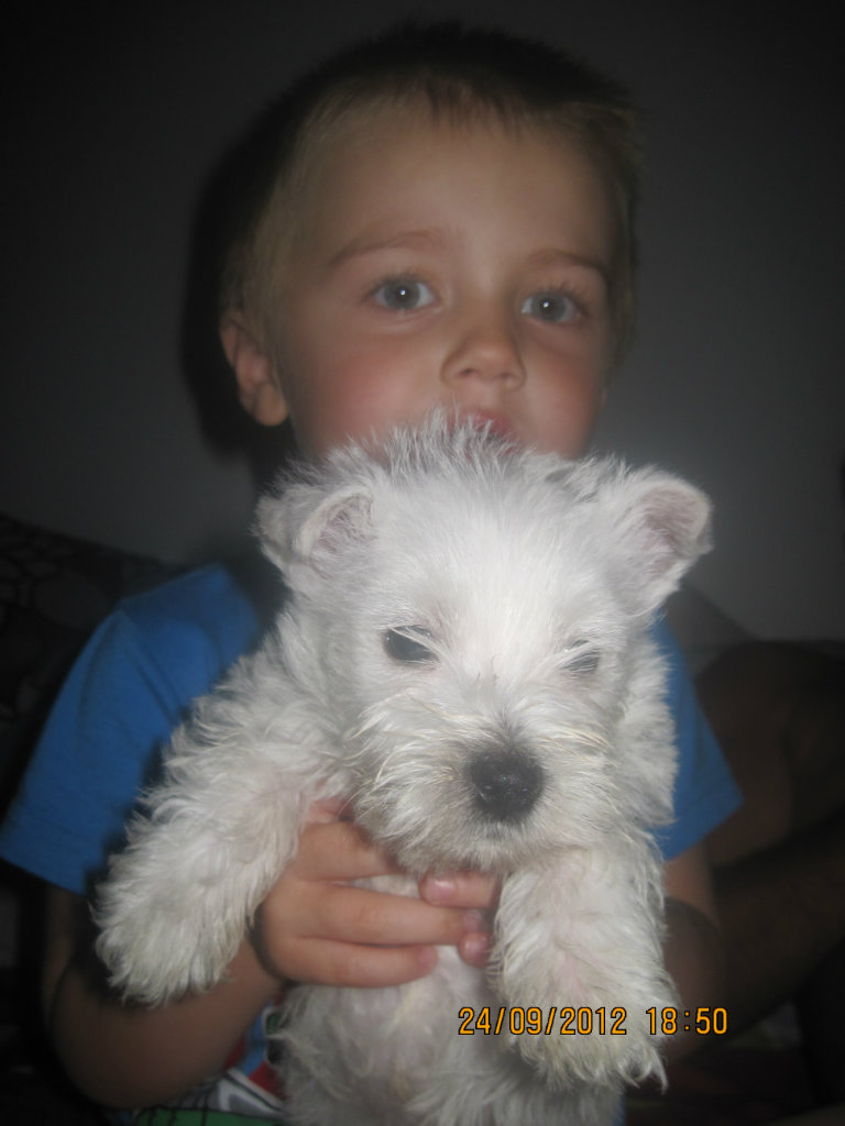Westi !