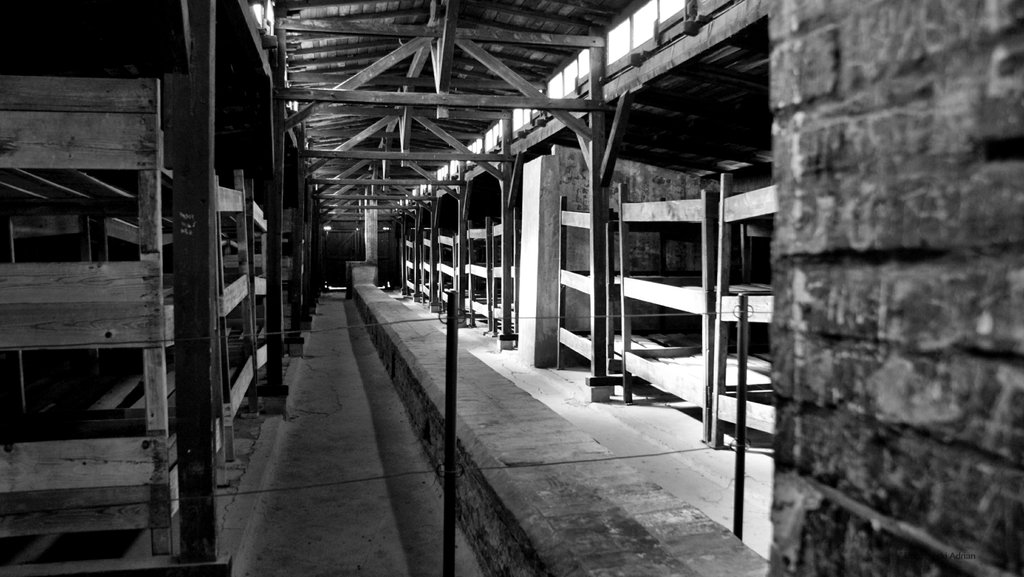 auschwitz 