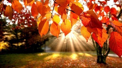 autumn
