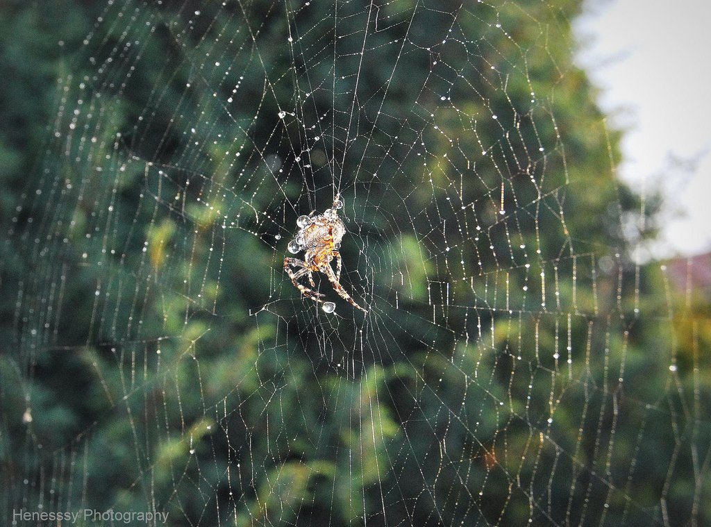 Spider.