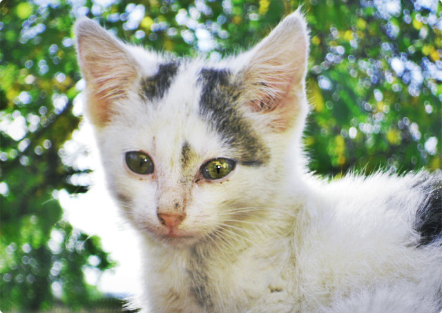 cat