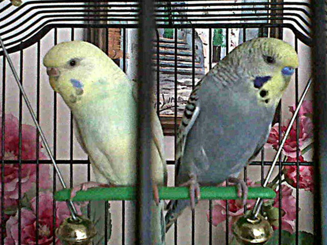 Papuutki : )))
