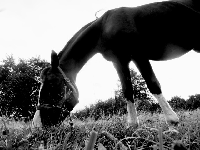 Gigant..