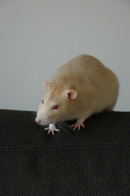 Ruber