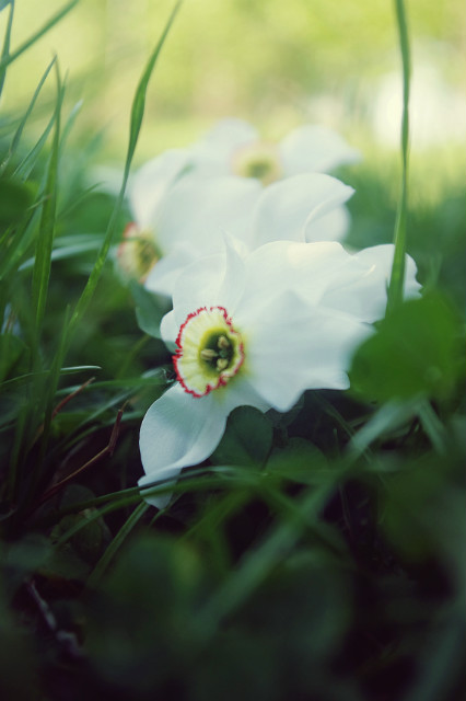 fragile