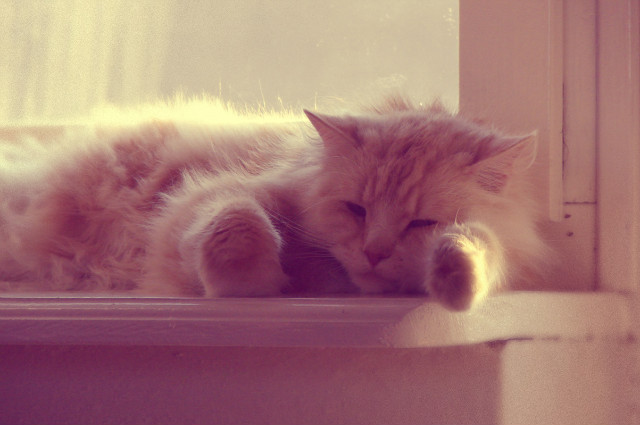 Futer.