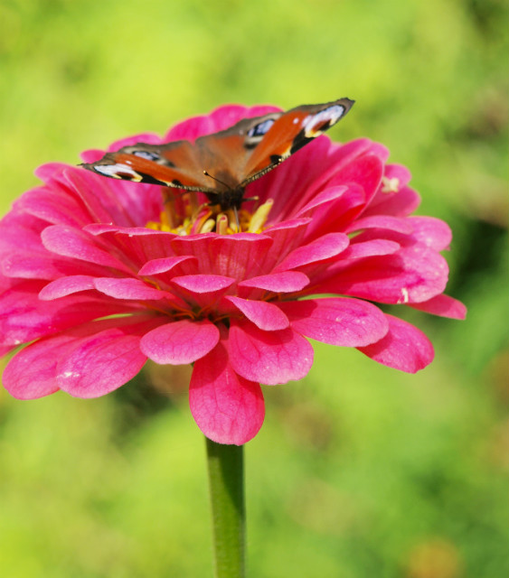 butterfly