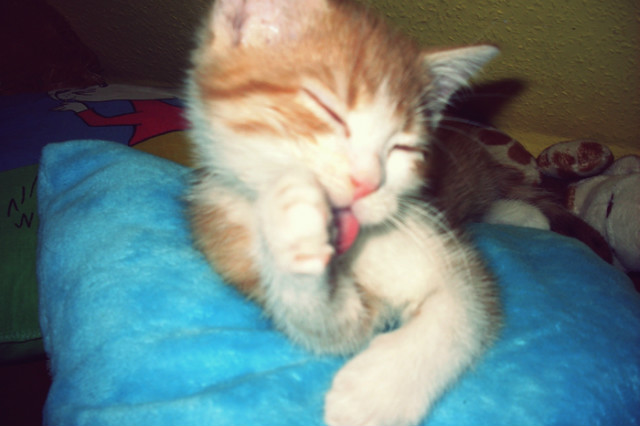 Pitek