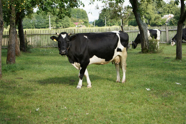 Muuka