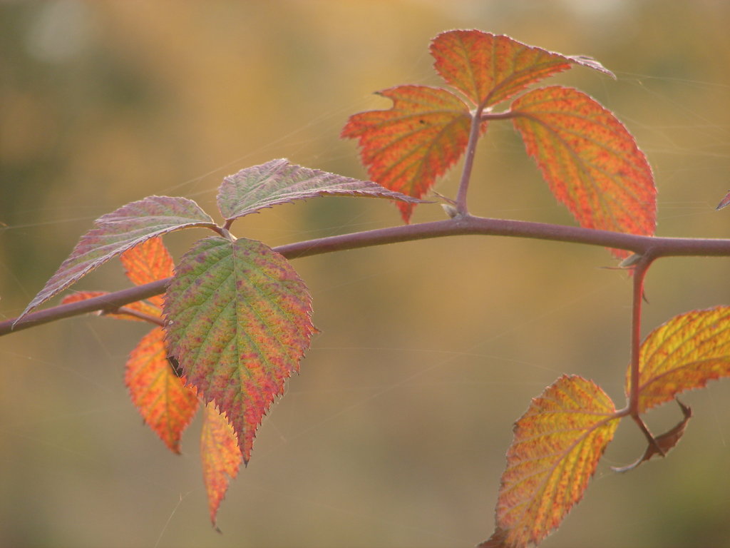 Autumn...