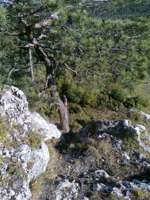 skaki