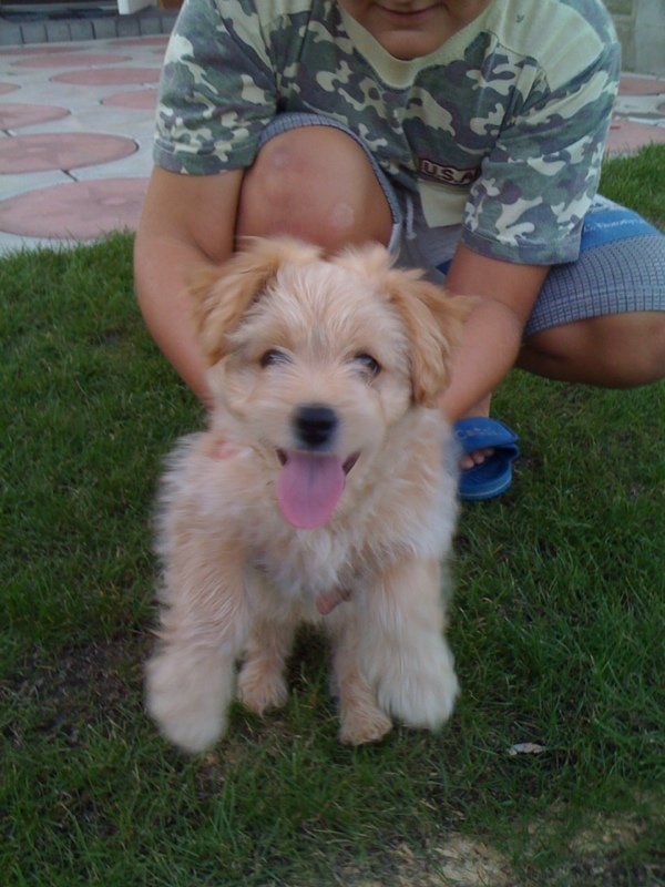 Dingo