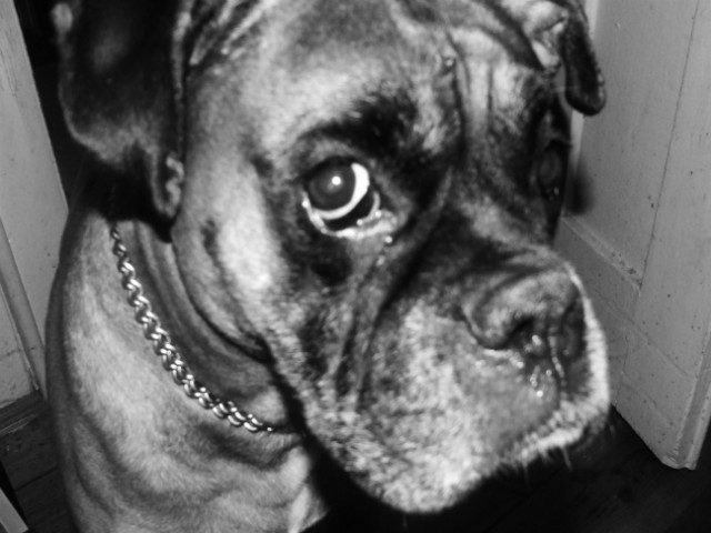 82) Rogerro... [*]