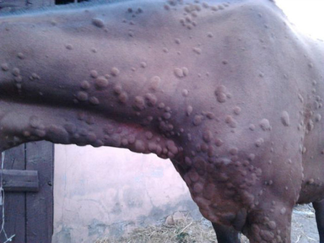 Uczulenie/alergia