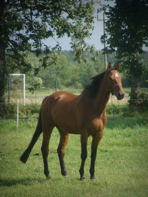 czterokopytne.