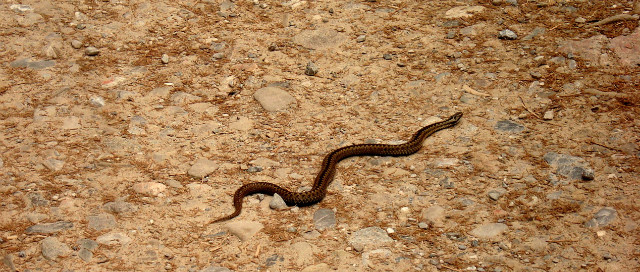 Viper at my collar...