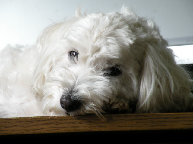 piki 