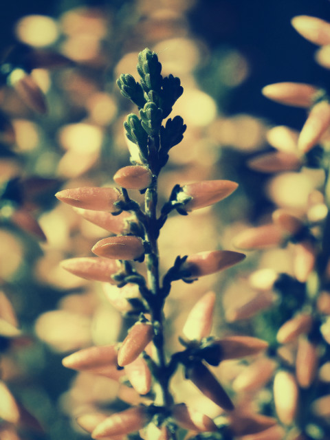 Flower. 