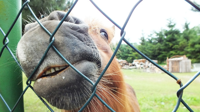 horse.