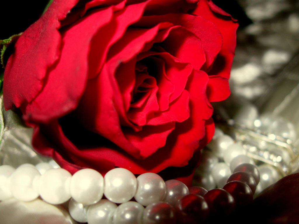 Rose...