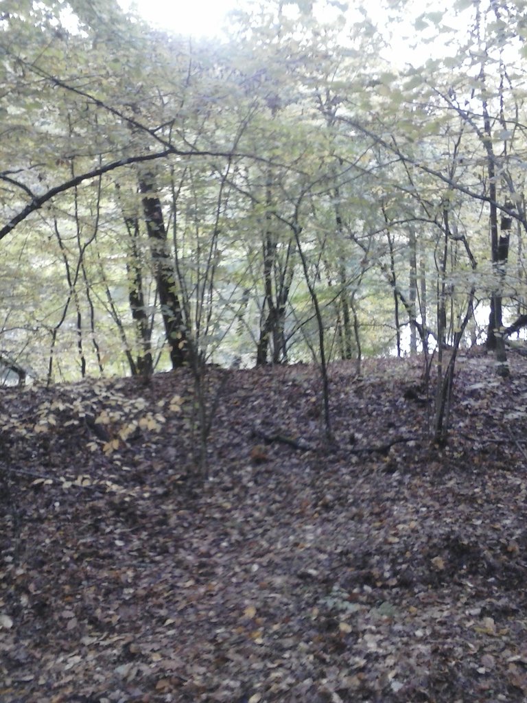 Widoki cd