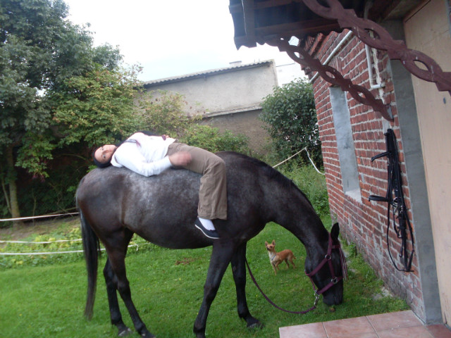 Koniowate :*
