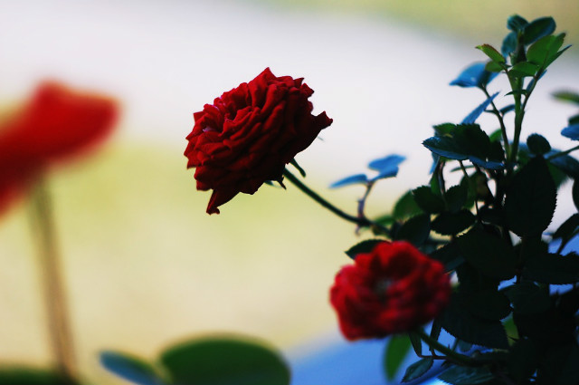 Rose
