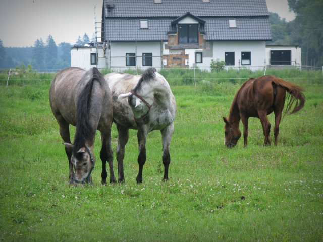 czterokopytne.