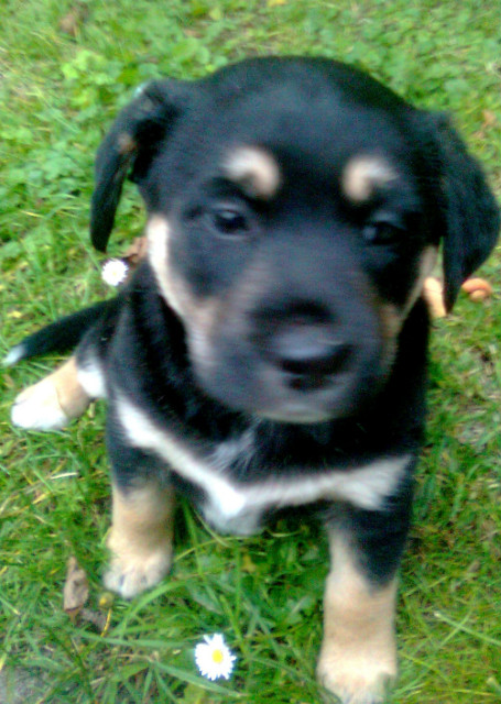 Sodziak :*