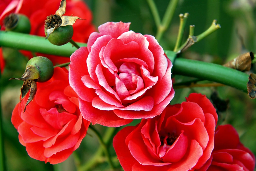 red rose 