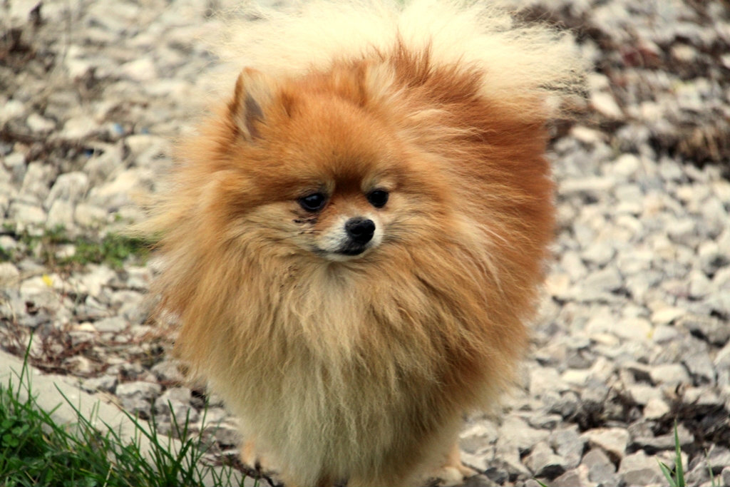 Firefox :D