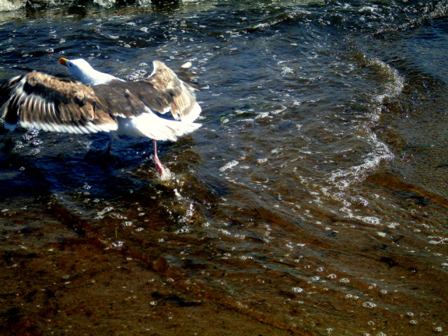 learn to fly