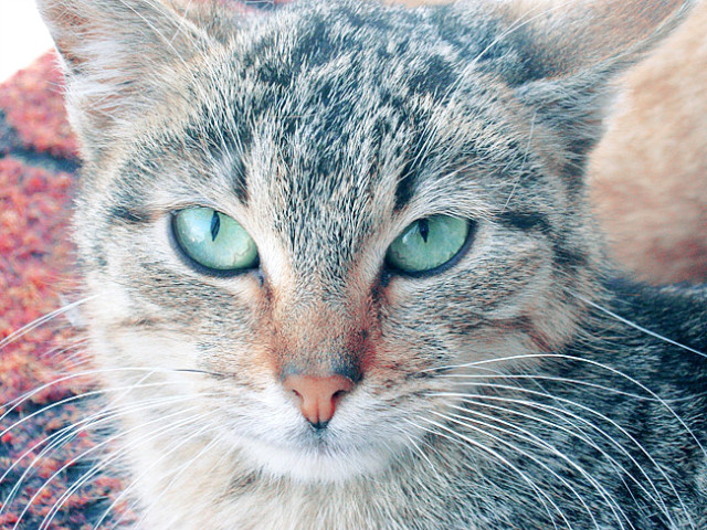 Kocur