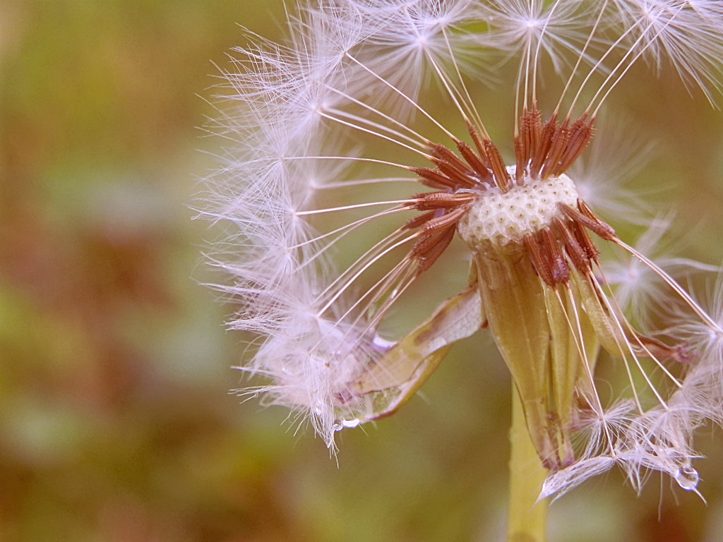 dandelion