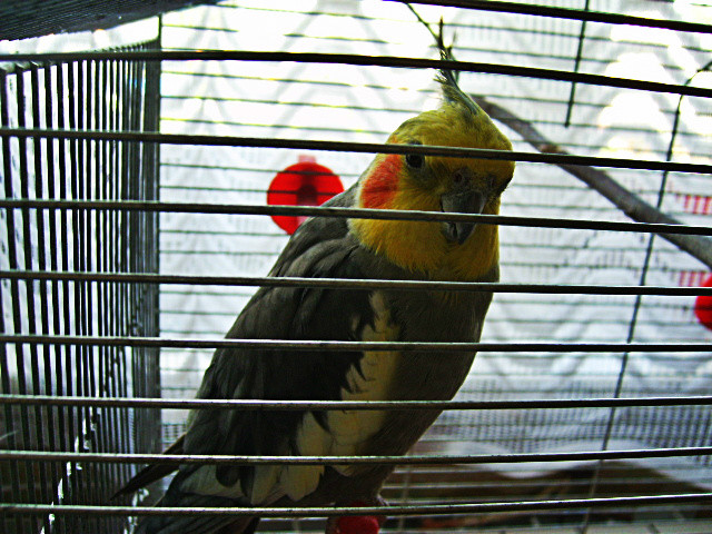 Pitek.piteczek,pitunioo &
