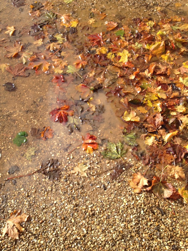 13 shades of autumn.