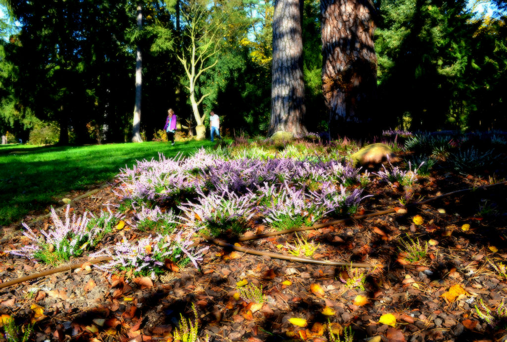 Arboretum cd...