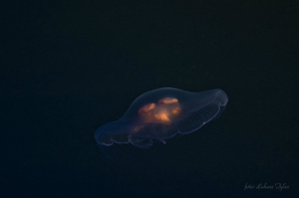 Medusssa