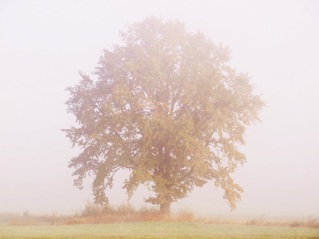 fog