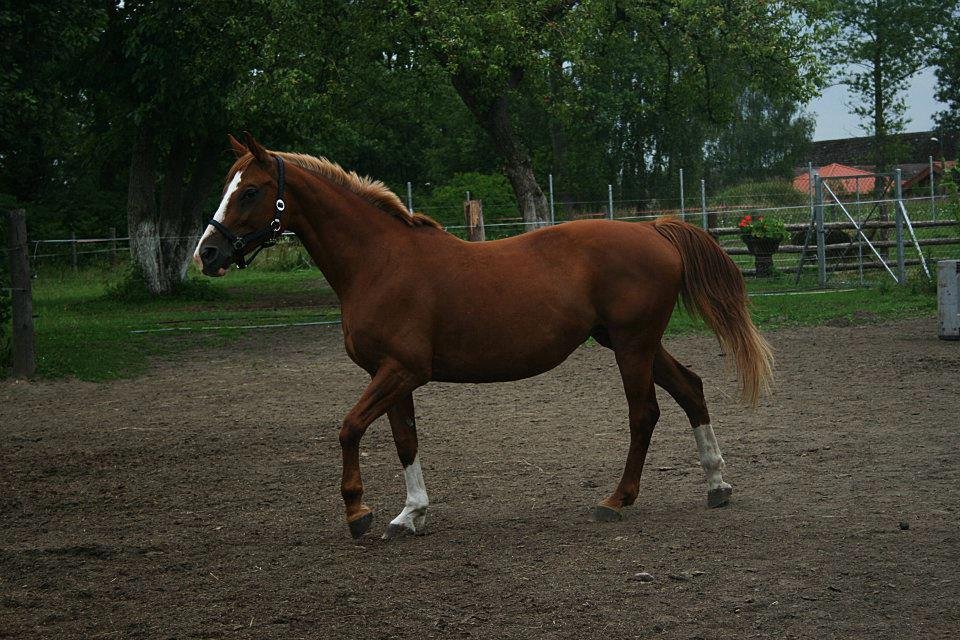 mojaa..