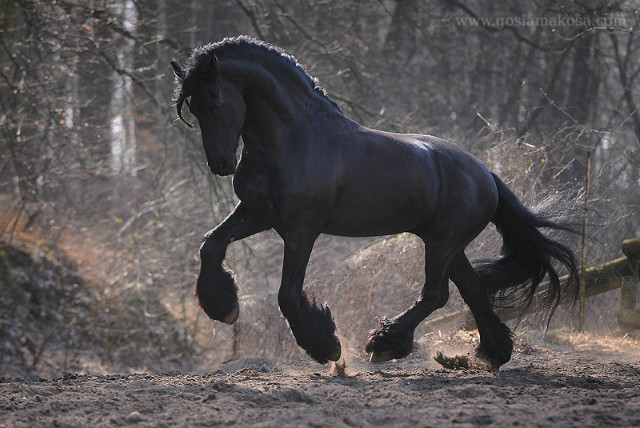 Lider DOMINATOR