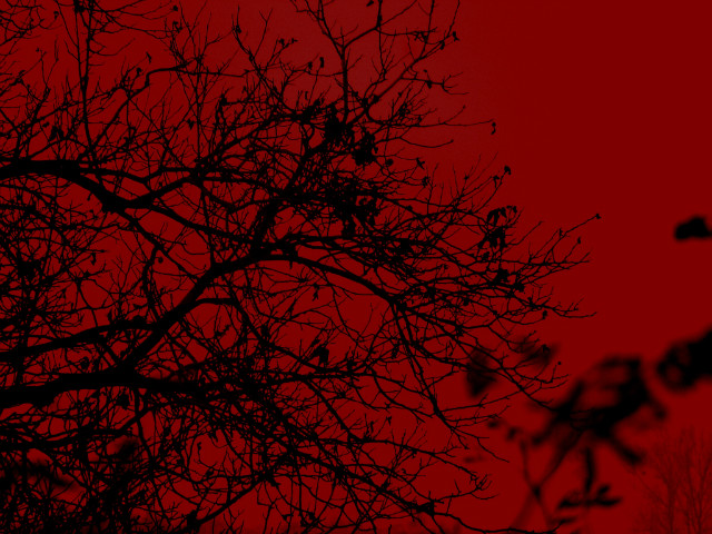 The branches bleed...