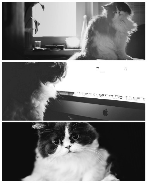 My cat Jakob